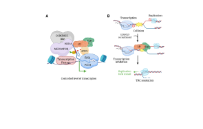 Format JPG 929x619 avec bande blanche 1/4 en bas