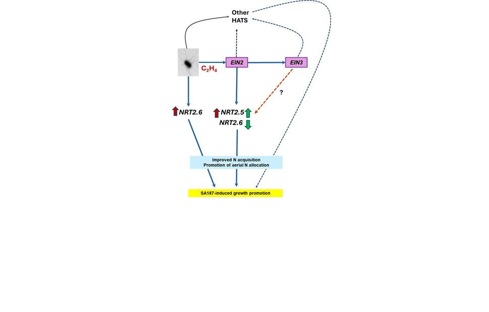 Simplified model of Enterobacter sp. SA187 impact on Arabidopsis thaliana under low N conditions SA187 inoculation promotes plant growth under low nitrate by modulating the expression of high-affinity nitrate transporters (HATS) through both ethylene-dependent and independent pathways. NRT2.5 is strongly upregulated in presence of SA187 in an EIN2-dependent manner in both shoots and roots, while NRT2.6 shows tissue-specific regulation: downregulated in shoots, and upregulated in roots, with a partial ethylene independence. Simplified model of Enterobacter sp. SA187 impact on Arabidopsis thaliana under low N conditions SA187 inoculation promotes plant growth under low nitrate by modulating the expression of high-affinity nitrate transporters (HATS) through both ethylene-dependent and independent pathways. NRT2.5 is strongly upregulated in presence of SA187 in an EIN2-dependent manner in both shoots and roots, while NRT2.6 shows tissue-specific regulation: downregulated in shoots, and upregulated in roots, with a partial ethylene independence.