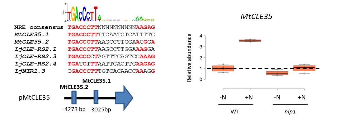 Le promoteur du gène MtCLE35 contient des « Nitrate responsive Elements » (NRE) et l’induction de MtCLE35 par le nitrate requiert le facteur de transcription MtNLP1 (« NIN-Like Protein 1 »).