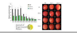 SlE8 and SlACO1 control tomato fruit maturation and shelf-life