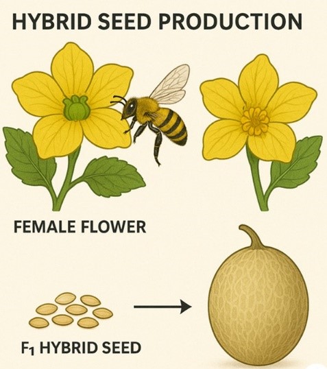 Hybrid Sedd Production