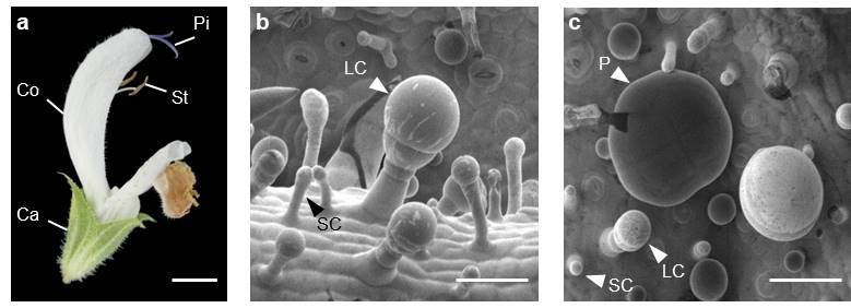 Figure: Clary sage flower and glandular trichomes. a, Different organs of the clary sage flower. Ca, calyx; Co, corolla; Pi, pistil; St, stamen. scale: 5 mm. b,c, Scanning electron micrograph of the surface of a clary sage calyx. Different types of glandular trichomes are observed: LC, large glandular trichome; SC, small glandular trichome; P, peltate glandular trichome. scale: 50 µm.