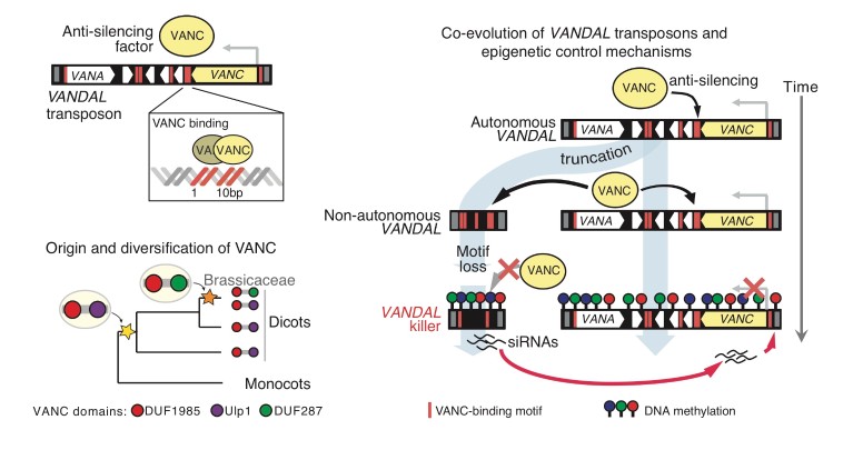 (upper left panel) Schematic representation of a VANDAL transposon encoding the anti-silencing VANC factor as well as the spatial organization of DNA binding sites determining VANC-targeting. (bottom left panel)  VANDAL-encoded VANC anti-silencing proteins predate the radiation of eudicots and exhibit rapid diversification through gain/loss of domains and target short-sequence motifs. (right panel) Model depicting the co-evolution of VANDAL transposons and the epigenetic control mechanisms that determine their propagation