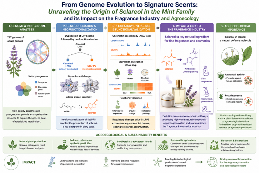 Evolution of the sclareol biosynthesis pathway in clary sage 