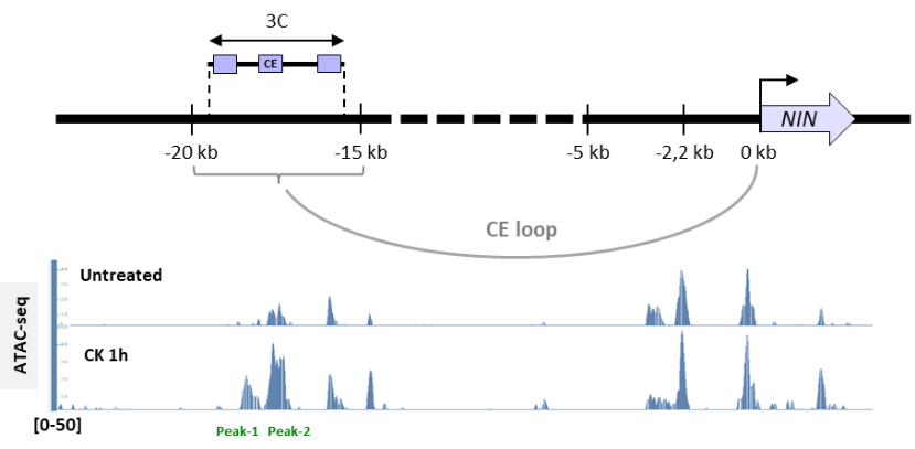 The distal enhancer region located upstream of the NODULE INCEPTION (NIN) gene becomes accessible in response to cytokinins ATAC-Seq signals in untreated and 1h cytokinin-treated roots. The position of the Cytokinin Element (CE) chromatin loop is indicated at the top. 