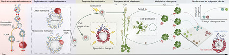 Model for maintenance of CG methylation by MET1