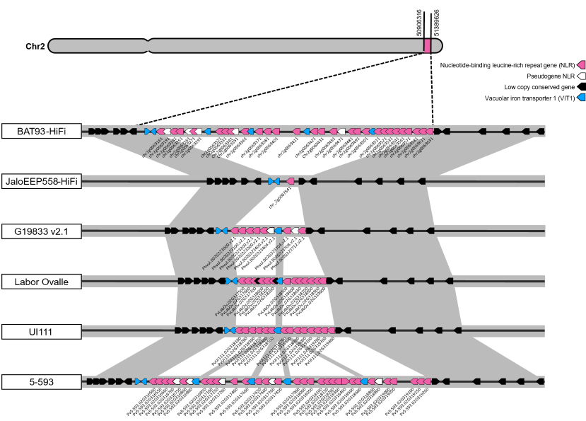 Structural variation at the I resistance cluster in common bean. The genomic region containing the I cluster is shown in various bean genotypes. The NLRs are shown in pink. Significant variation in the number of NLR copies is observed among genotypes. Structural variation at the I resistance cluster in common bean. The genomic region containing the I cluster is shown in various bean genotypes. The NLRs are shown in pink. Significant variation in the number of NLR copies is observed among genotypes.