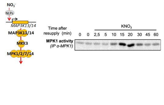 Model of the nitrate-responsive MKK3 signaling (left); Kinase assay showing activation of MAP Kinase 1 (MPK1) 15-20 min after nitrate supply (right).