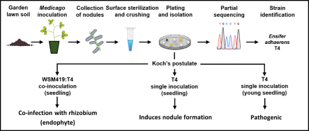 Procedure used to trap Medicago littoralis nodule endophytes and to validate the Koch’s postulate. The three behaviors (endophyte, symbiotic, or pathogenic) of the T4 strain, depending of the plant developmental stage, are indicated at the bottom of the scheme. 