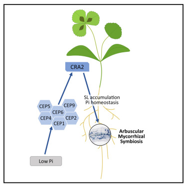 The CEP peptide-CRA2 receptor module promotes arbuscular mycorrhizal symbiosis. A subset of C-terminally Encoded Peptides (CEP) hormones is induced by low inorganic phosphate (Pi) conditions to promote the mycorrhizal endosymbiotic interaction with plant roots through the Compact Root Architecture 2 (CRA2) receptor and the downstream regulation of Pi homeostasis and Strigolactone hormone biosynthesis.