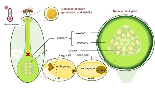 Pollination and fruit setting threats under climate change and global warming Scheme describing the pollination and fruit setting threats under climate change and global warming