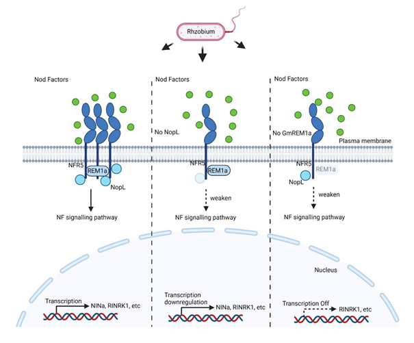 Model showing the role of the bacterial T3SS effector NopL in Nod factor signaling during the soybean-rhizobium interaction. NopL increases the GmREM1-NFR5 interaction to promote symbiotic signaling.