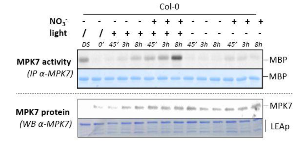 Kinase assay showing the activation of the MKK3-MPK7 module in response to both nitrate and light.