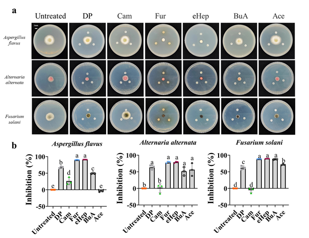 Inhibition of fungal pathogen growth by Volatile Organic Compounds (VOCs) present in soybean seeds. (a) Halo test showing the antifungal activity of six volatile organic compounds.  (b) Inhibition capacity of six volatile organic compounds against Aspergillus flavus, Alternaria alternata, Fusarium solani. Bars bearing different letters are significantly different. Dimethyl phthalate (DP); Camphene (Cam); 3-FurAldehyde (Fur); (E)-2-Heptenal (eHep); Isobutyl butyrate (BuA); 1-Acetylimidazole (Ace).