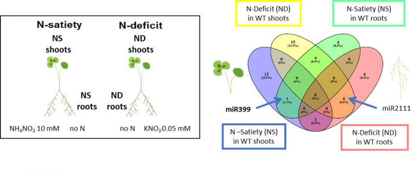 The miR399 accumulates in plants at N-satiety, in contrast to the miR2111