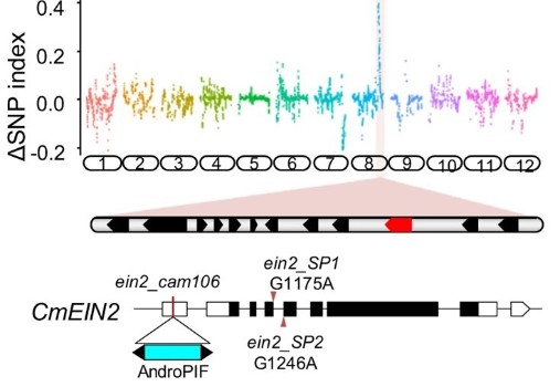 Insertion of the AndroPIF transposon in the CmEIN2 ethylene signaling gene leads to sex transition. ∆SNP index between andromonoecious and androecious bulks, calculated with a 1-Mb sliding window. Arrows indicate the causal mutation on chromosome 8. Below, structure of the CmEIN2 gene and position of the AndroPIF insertion. The ein2_SP1 and ein2_SP2 splicing mutants used for the genetic validation, are shown with arrowheads.