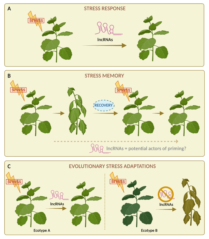 Schematic figure conceptualizing the roles of long non-coding RNAs (lncRNAs) in stress responses in plants. A. LncRNAs are key players allowing plants to cope with stress. B. Stress memory. Stress triggers plant defenses that are essential for survival. Repeated stress exposure and recovery actions develop stress memory (priming) to overcome repeated exposure to stress and improve plant survival, in a process where lncRNAs may play an important role. C. Conservation of lncRNAs in plant stress adaptation. LncRNAs exhibit differences in expression between natural accessions in response to stress, leading to their adaptation to different environments. Specific lncRNAs mediate stress response in Ecotype A (left) leading to plant stress tolerance, while they are absent or silenced in Ecotype B (right), leading to plant stress sensitivity.