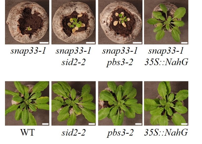 pictures of 35-day-old plants showing the involvement of salicylic acid signalling in the snap33 mutant phenotype. 