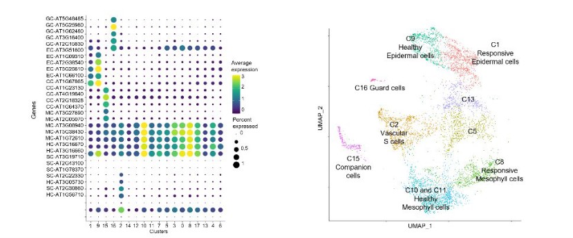 (left) Expression levels of different cell-type marker genes in the different cell clusters characterized. (right) UMAP projection of the analyzed cells with their identification in different cell types.