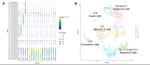 Example of scRNA-seq data analyses. A Expression profiles of different cell type marker genes in scRNA-seq clusters. B Two-dimensional representation of cells and their identities based on their transcriptome.