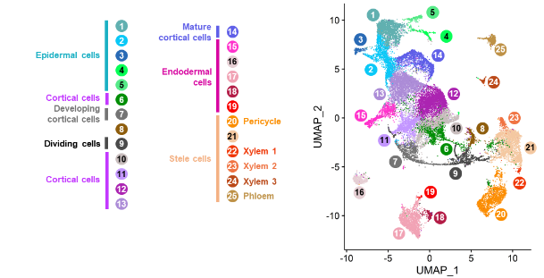 Functional annotation of the 25 Medicago truncatula root cell-types clusters.  UMAP clustering and functional annotation of the M. truncatula root cell-types clusters based on the expression of Medicago marker genes and of genes orthologous to Arabidopsis root cell-type marker genes.