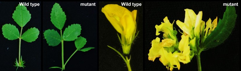 Homeosis of stipules (organ at the base of leaves) and flowers of M. truncatula double mutant (nbcl1nbcl2). These modifications show the role of these genes in organ development and identity in legumes.