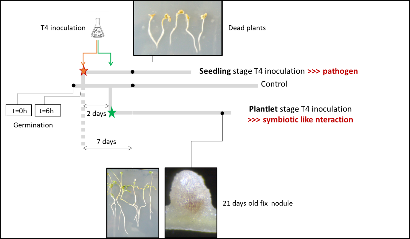 The E. adhaerens-M. truncatula patho-symbiotic interaction: Inoculation of the plant at the seedling stage results in a pathogenic interaction leading to plant death, while inoculation of at least two days old seedlings allows plant development and a symbiotic-like interaction with the formation of non-nitrogen fixing nodules (fix-).
