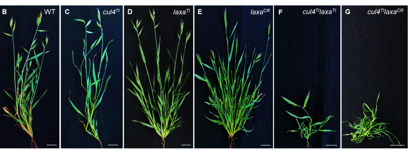 Phenotypes of the nbcl B. distachyon mutants. Wild type (B) and mutant (C-G) phenotypes. Note the reduced tillering in cul4 and the increased tillering in laxA. Double mutants are dwarf