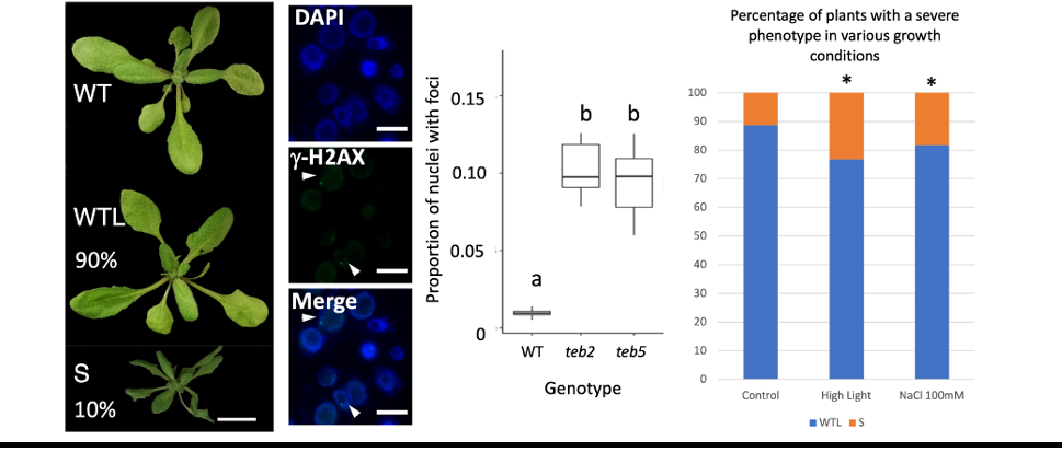 La majorité des mutants tebichi ont un phénotype similaire à celui du sauvage (WTL : wild-type like), mais environ 10% des plantes présentent une croissance réduire et des feuilles déformées (phénotype sévère, S). L’immuno-marquage à l’aide d’un anticorps anti-histone H2AX phosphorylé (g-H2AX) montre que les noyaux des cellules méristématiques des mutants tebichi accumulent 10 fois plus de cassures double-brin que ceux des cellules du sauvage (flêches blanches). L’exposition à des facteurs de stress abiotiques tels que la forte lumière ou le sel augmente la fréquence des plantes avec un phénotype sévère.