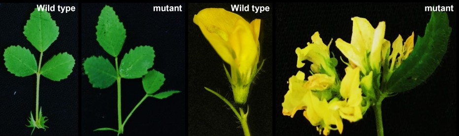 Homéose des stipules (organe à la base des feuilles) et des fleurs de M. truncatula double mutant (nbcl1nbcl2). Ces modifications montrent le rôle de ces gènes dans le développement et l’identité des organes chez les légumineuses. 