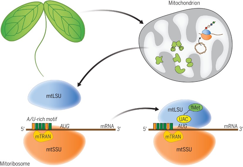 la protéine mTRAN reconnait les motifs riches en A/U des ARN messagers mitochondriaux permettant d’initier la traduction