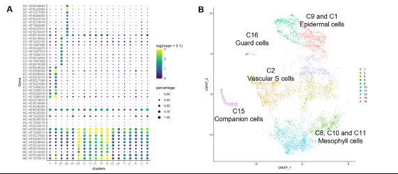 Exemple d’analyses de données scRNA-seq. A Profils d’expression de différents gènes marqueurs de types cellulaires dans des clusters scRNA-seq. B Représentation en deux dimensions des cellules et de leurs identités sur la base de leur transcriptome.