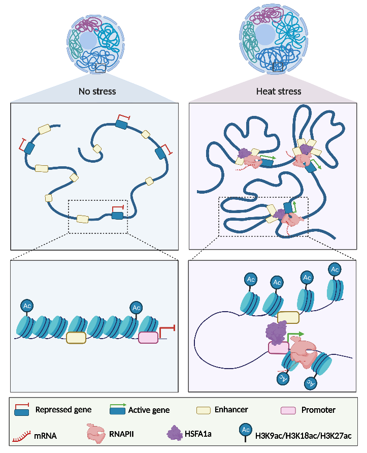 Modèle récapitulant le rôle de HSFA1a dans la formation de boucles « enhancer »-promoteur pour réguler l'expression des gènes en réponse au stress thermique chez la tomate RNAPII, ARN Polymérase II ; HSF1a, Heat Shock Factor A1a; H, Histone; ac, acétylation.