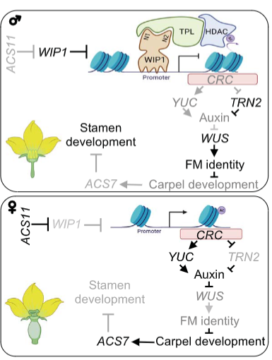 modèle expliquant comment WIP1-TPL contrôle l’expression de CRC pour aboutir au developpement d’une fleur mâle. 