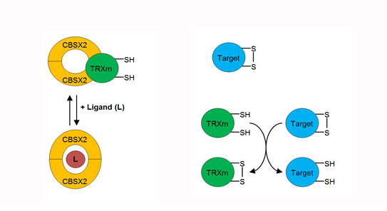 CBSX2 interagit avec les TRXs m réduites et inhibe leur capacité de réduction de leur cible, tandis que le changement conformationnel de CBSX2 induit par le ligand adénosyl (L) empêche l'interaction TRXm-CBSX2.