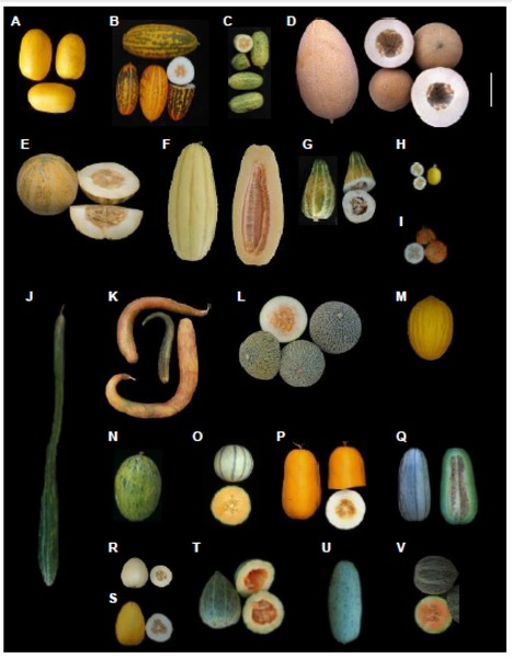 Variations morphologiques de fruits de melon à partir d’un panel de diversité de 15 groupes horticoles. (A,B) acidulus, (C) agrestis, (D) ameri, (E) chandalak, (F) chate, (G) chinensis, (H) chito, (I) dudaim, (J,K) flexuosus, (L-N) inodorus, (O) cantalupensis, (P) conomon, (Q-T) makuwa, (U) momordica, (V) reticulatus. La photo montre une compilation de fruits issus d’un panel de diversité de différentes couleurs, formes et tailles, pour illustrer la diversité phénotypique de la forme du fruit existante chez le melon. Barre=10 cm.