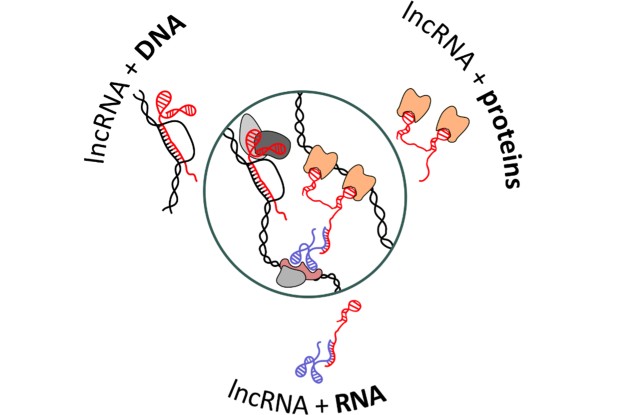 FunRNA