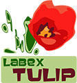 logo-tulip-120