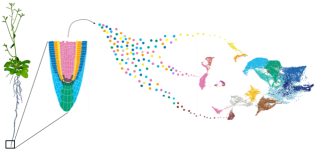 Credits (root schematic) Ramin Rahni (Arabidopsis) Hirokazu Tanaka