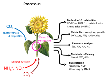 Process