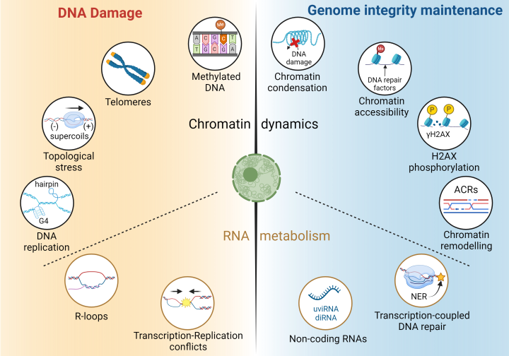Processus associés à la dynamique de la chromatine et au métabolisme des ARNs ayant un impact sur la stabilité du génome chez les plantes: Les voies impliquées dans la dynamique de la chromatine sont représentées en haut, celles associées au métabolisme de l'ARN en bas. Les processus pouvant induire des lésions de l’ADN sont indiqués à gauche, ceux contribuant au maintien de l’intégrité du génome à droite. Figure générée avec Biorender.