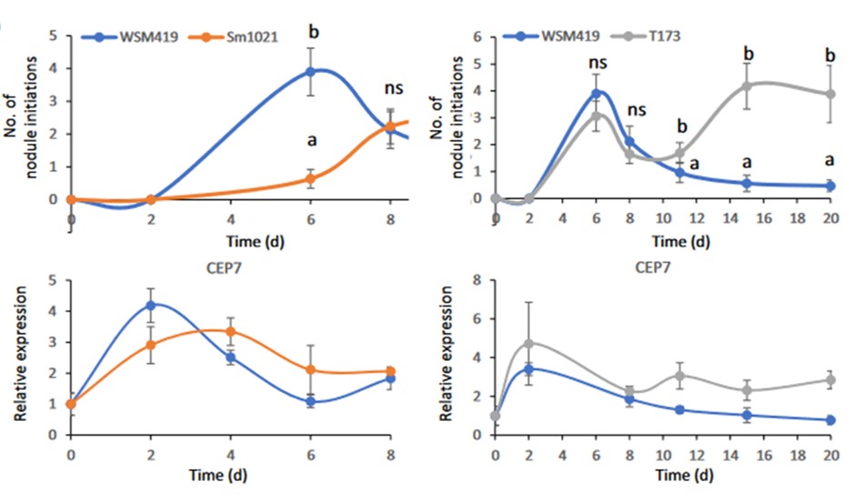 l'expression de MtCEP7 est étroitement corrélée à la compétence des racines de Medicago truncatula pour initier de nouveaux nodules symbiotiques. L'efficacité symbiotique des bactéries Sinorhizobium/Ensifer diffère selon les espèces et les souches, par exemple avec le génotype de M. truncatula Jemalong A17, la souche WSM419 est très efficace, alors que la souche Sm1021 est moins efficace et la souche T173 n'est pas capable de permettre la fixation d'azote. Par conséquent, le nombre d'événements d'initiation de nodules est limité à une fenêtre temporelle étroite et précoce pour la souche WSM419 (graphiques du haut) par rapport à Sm1021 (graphique en haut à gauche), alors que la souche T173 réinitie une deuxième vague de nodules non-fixateurs d'azote 10 jours après l'inoculation initiale avec la bactérie symbiotique (graphique en haut à droite). L'expression de MtCEP7 reste plus élevée dans la fenêtre de compétence racinaire symbiotique plus longue de Sm1021 par rapport à la souche efficace WSM419 (graphique en bas à gauche), et reste également plus élevée sur une cinétique de 20 jours pour la souche T173 non-fixatrice d'azote (graphique en bas à droite), en corrélation avec la capacité de la racine à initier une nouvelle vague de nodulation.