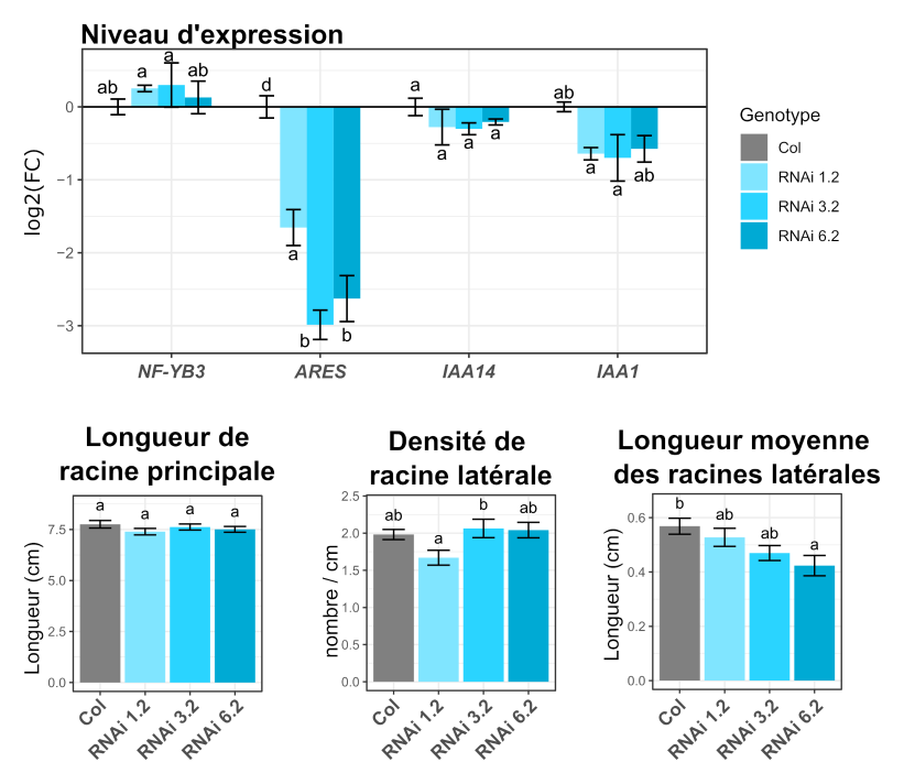 En haut : La diminution de l’expression du long ARN non-codant ARES ne modifie pas de manière significative l’expression des gènes voisins. En bas : La diminution de l’expression d’ARES diminue la longueur moyenne des racines latérales (droite) sans affecter la longueur de la racine principale (gauche) ou la densité de racines latérales (milieu).