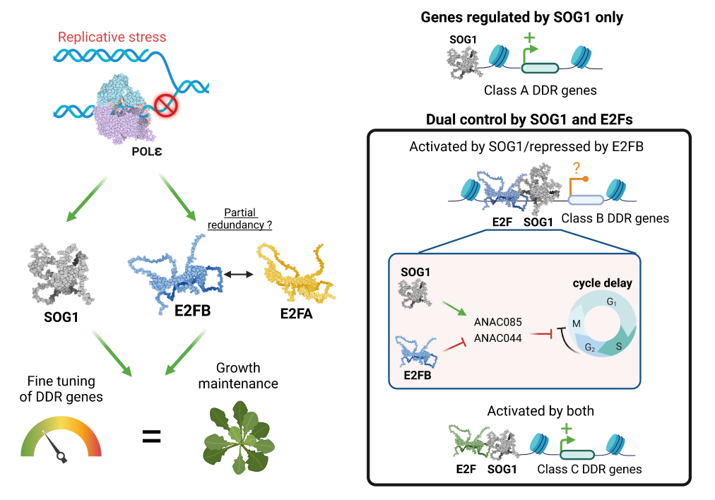 E2FA et B fonctionnent de concert avec SOG1 pour réguler finement la réponse aux dommages de l'ADN. À gauche : en réponse au stress réplicatif, les protéines E2F et SOG1 ciblent un ensemble commun de gènes pour contrôler la progression du cycle cellulaire et la réparation de l'ADN, et leur action commune permet de réguler finement la réponse aux dommages causés à l'ADN. À droite : Les cibles de SOG1 peuvent être réparties en trois classes. La classe A correspond aux gènes qui sont activés par SOG1 seul. Les gènes de la classe C sont activés à la fois par SOG1 et par les E2F. Les gènes de la classe B, parmi lesquels les régulateurs négatifs de la progression du cycle cellulaire ANAC044 et ANAC085, sont contrôlés de manière antagoniste par SOG1 et E2FB. SOG1 les active, tandis que E2FB semble limiter leur expression, ce qui permet d'éviter un arrêt complet de la croissance.