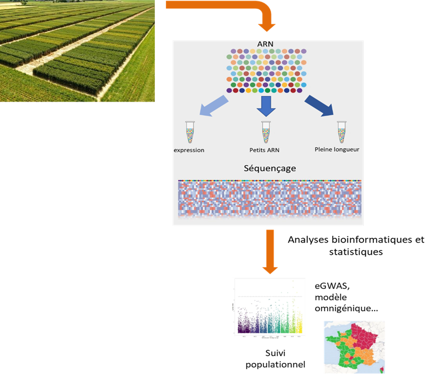 Transcriptomique à grande échelle et à moindre coût