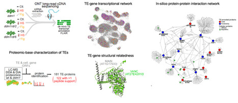 Cartographier l&rsquo;activit&eacute; des transposons, de l&rsquo;ARN et des prot&eacute;ines aux r&eacute;seaux cellulaires