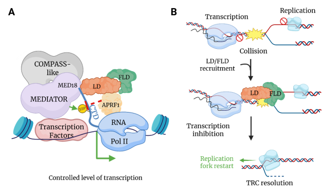 Mod&egrave;le d&eacute;crivant le r&ocirc;le de LD dans la r&eacute;gulation globale de la transcription A. Un complexe comprenant LD est recrut&eacute; sur les sites de transcription gr&acirc;ce &agrave; sa capacit&eacute; &agrave; interagir avec la sous-unit&eacute; MED18 du complexe Mediator. La d&eacute;phosphorylation de l'ARN Pol II diminue le taux de transcription. B. Hypoth&egrave;se concernant le r&ocirc;le de LD et pendant le stress r&eacute;plicatif : apr&egrave;s d&eacute;tection de collisions entre les machineries de r&eacute;plication et de transcription, le recrutement de LD pourrait permettre l'inhibition de la transcription, la r&eacute;solution du conflit transcription/r&eacute;plication et le red&eacute;marrage de la r&eacute;plication.