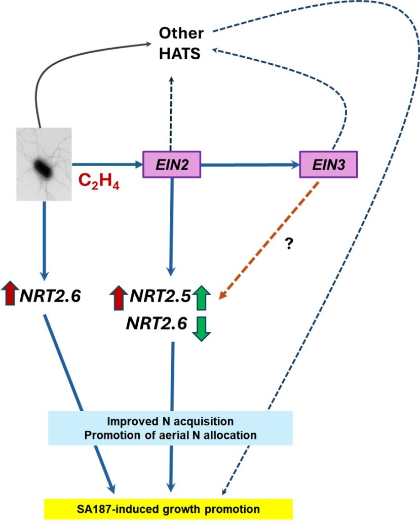 Mod&egrave;le d'action d'Enterobacter sp. SA187 sur Arabidopsis thaliana en condition de faible concentration d'azote L'inoculation de SA187 favorise la croissance de la plante en condition de faible concentration de nitrate en modulant l'expression des transporteurs de nitrate &agrave; haute affinit&eacute; (HATS) par des voies d&eacute;pendantes et ind&eacute;pendantes de l'&eacute;thyl&egrave;ne. NRT2.5 est fortement induit en pr&eacute;sence de SA187 de mani&egrave;re d&eacute;pendante d'EIN2 dans les parties a&eacute;riennes et les racines, tandis que NRT2.6 pr&eacute;sente une r&eacute;gulation tissulaire sp&eacute;cifique : sous-exprim&eacute; dans les parties a&eacute;riennes, et induit dans les racines, avec une ind&eacute;pendance partielle vis-&agrave;-vis de l'&eacute;thyl&egrave;ne.