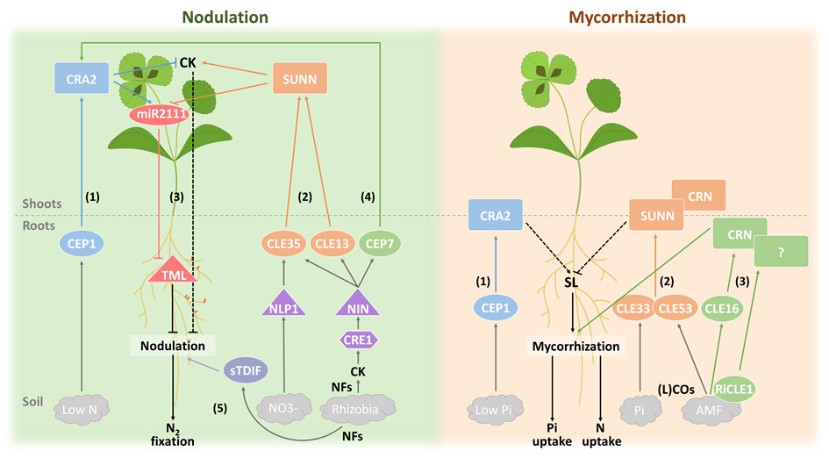 R&eacute;gulation des endosymbioses par les peptides de signalisation CEP et CLE chez Medicago truncatula  &Agrave; gauche (fond vert), r&eacute;gulation de la nodulation fixatrice d&rsquo;azote par des peptides de signalisation chez Medicago truncatula. &Agrave; droite (fond orange), r&eacute;gulation de la mycorhization par des peptides de signalisation chez M. truncatula.
