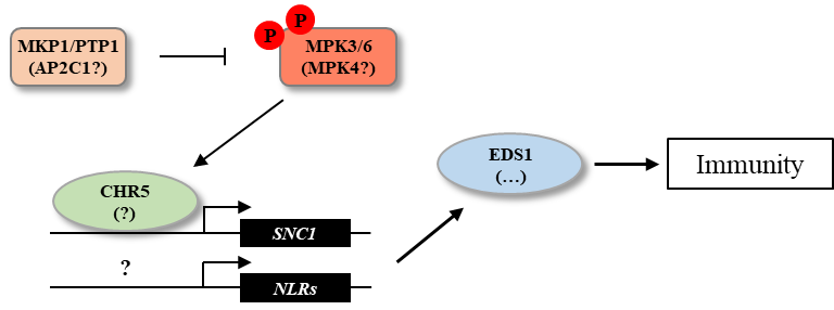 Mod&egrave;le fonctionnel du module d&rsquo;Arabidopsis MPK3/6-CHR5-SNC1 reliant des composants PTI et ETI. D&rsquo;autres composants de signalisation ont &eacute;galement &eacute;t&eacute; inclus, sur la base de donn&eacute;es de la litt&eacute;rature. Les points d'interrogation indiquent des &eacute;v&eacute;nements non identifi&eacute;s ou peu document&eacute;s. P dans les cercles rouges: Phosphorylation.